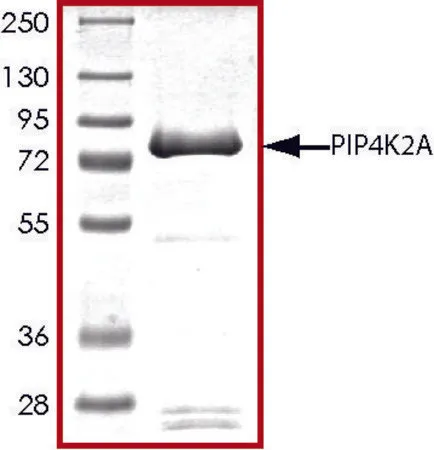 Sigma-Aldrich PIP4K2A, active, GST tagged human,PRECISIO®,重组体,在杆状病毒感染的Sf 9细胞中表达,≥70%(SDS-PAGE),甘油缓冲水溶液