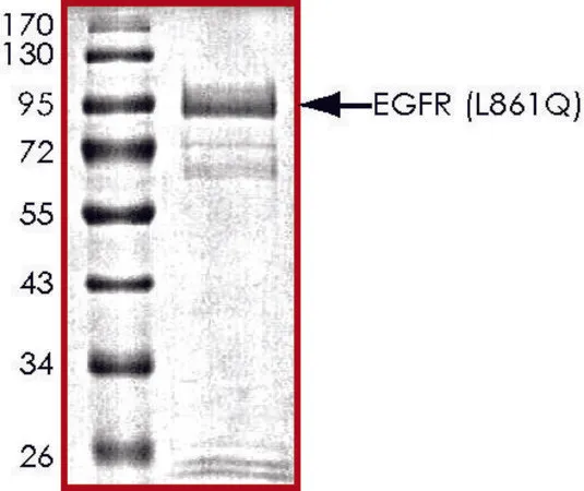 Sigma-Aldrich EGFR (L861Q), active, GST tagged human,PRECISIO®,重组体,在杆状病毒感染的Sf 9细胞中表达,≥70%(SDS-PAGE),甘油缓冲水溶液
