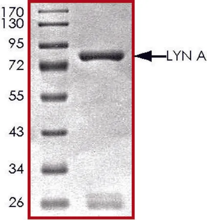 Sigma-Aldrich LYN A, active, GST tagged human,PRECISIO®,重组体,在杆状病毒感染的Sf 9细胞中表达,≥70%(SDS-PAGE),甘油缓冲水溶液