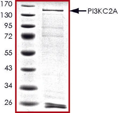 Sigma-Aldrich PIK3C2A, active, GST tagged human，PRECISIO®，重组体，在杆状病毒感染的Sf 9细胞中表达，≥70%（SDS-PAGE），甘油缓冲水溶液