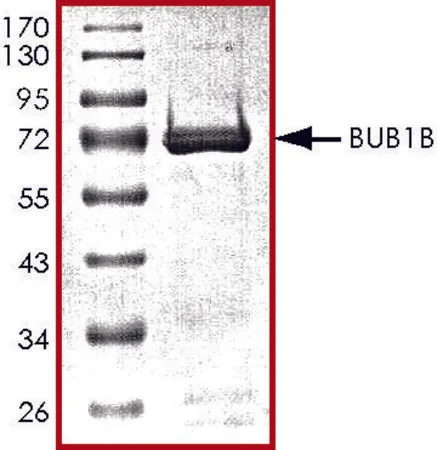 Sigma-Aldrich BUB1B, active, GST tagged human,PRECISIO®,重组体,在杆状病毒感染的Sf 9细胞中表达,≥70%(SDS-PAGE),甘油缓冲水溶液