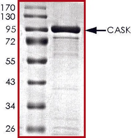Sigma-Aldrich CASK, active, GST tagged human，PRECISIO®，重组体，在杆状病毒感染的Sf 9细胞中表达，≥70%（SDS-PAGE），甘油缓冲水溶液