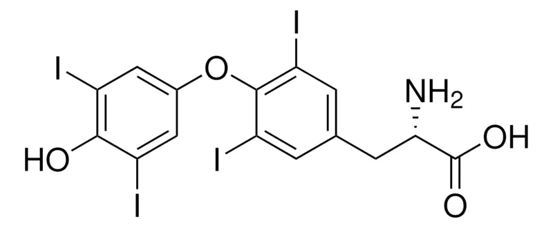 默克Supelco L-甲状腺素,药用二级标准品;有证参考物质