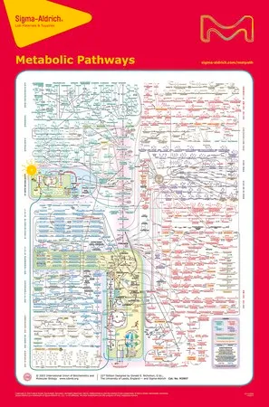Sigma-Aldrich 代谢途径，第22版。，海报