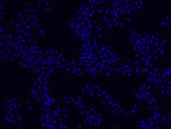 Sigma-Aldrich Proteus FISH probe - Cy3,用于荧光原位杂交(FISH)的探针,20 μM水溶液