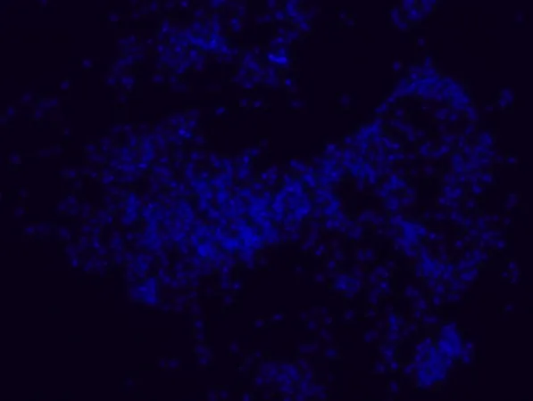 Sigma-Aldrich Porphyromonas gingivalis FISH probe - Cy3,用于荧光原位杂交(FISH)的探针,20 μM水溶液