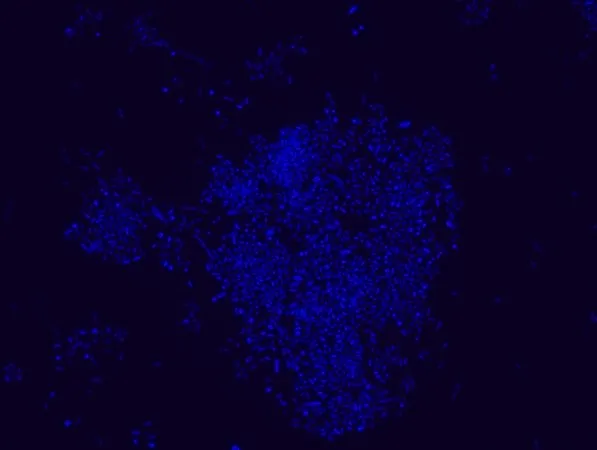Sigma-Aldrich Akkermansia muciniphila FISH probe - Cy3，用于荧光原位杂交（FISH）的探针，20 μM水溶液