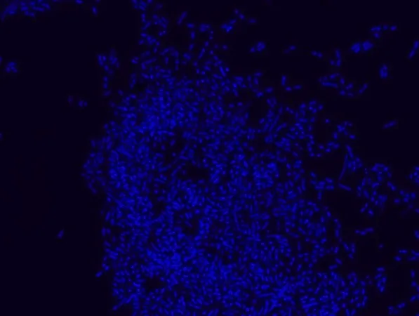Sigma-Aldrich Eubacteria FISH probe - ATTO488,用于荧光原位杂交(FISH)的探针,20 µM水溶液