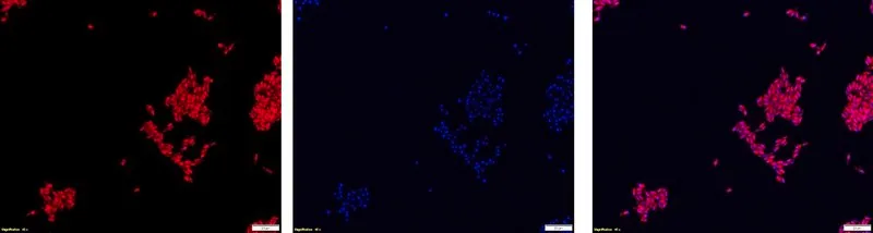 Sigma-Aldrich Yeast FISH probe-Cy3,用于荧光原位杂交(FISH)的探针,20µM水溶液