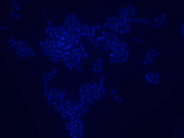 Sigma-Aldrich Enterococcus faecium FISH probe - Cy3,用于荧光原位杂交(FISH)的探针,20µM水溶液