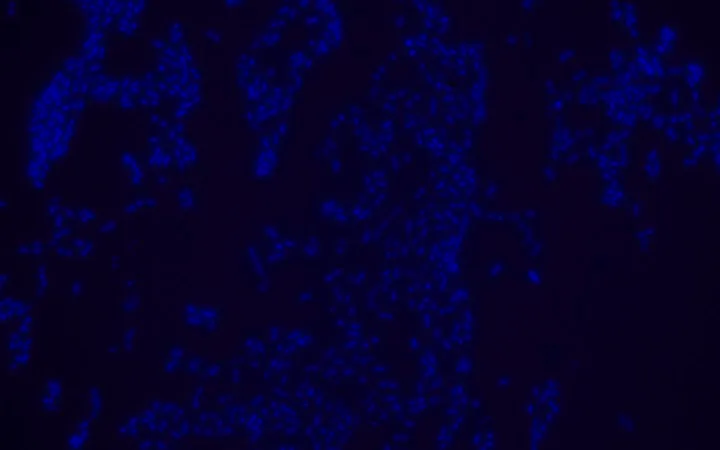 Sigma-Aldrich Escherichia coli FISH probe - Cy3,用于荧光原位杂交(FISH)的探针