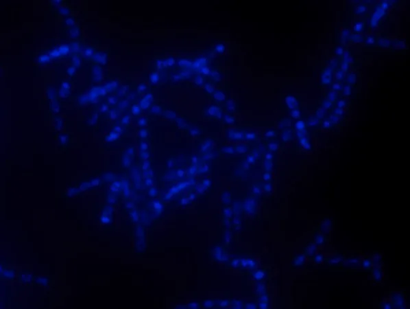Sigma-Aldrich Alphaproteobacteria FISH probe-Cy3,用于荧光原位杂交(FISH)的探针,20 μM水溶液