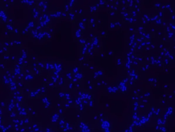 Sigma-Aldrich Proteus FISH probe - ATTO488,用于荧光原位杂交(FISH)的探针,20 μM水溶液
