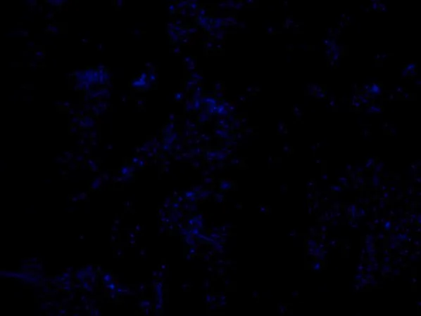 Sigma-Aldrich Akkermansia muciniphila FISH probe-ATTO488，用于荧光原位杂交（FISH）的探针，20µM水溶液