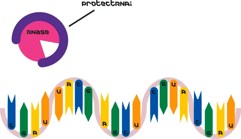 Sigma-Aldrich ProtectRNA ™ RNase 抑制剂 500× 浓缩液,用于原位杂交测定的RNA酶抑制剂