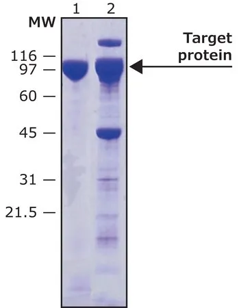 Sigma-Aldrich HRV-3C Protease, Biotin tagged,重组蛋白,0.8-1.2 mg/mL,水溶液