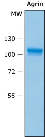 Sigma-Aldrich Agrin Human，重组，检测细胞培养物，在HEK 293细胞中表达