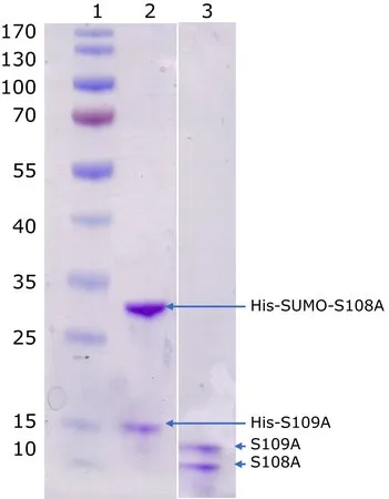 Sigma-Aldrich Calprotectin, human recombinant,融合标记的S100A9和S100A8的稳定化异二聚体