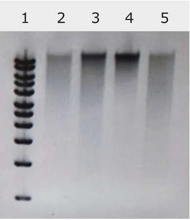 Sigma-Aldrich Nucleic Acid Preservation buffer, microbial DNA free,稳定和保护DNA和RNA