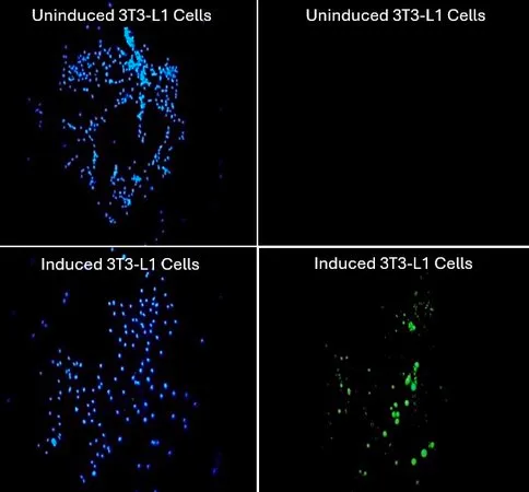 Sigma-Aldrich Live Cell Fatty Acid Staining Kit，适用于4 x 6孔分析或16 x 24孔分析