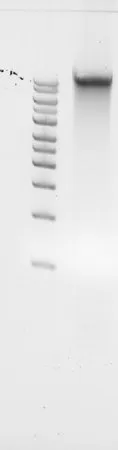 Sigma-Aldrich Fungal DNA standard from Rhizoctonia solani,适用于PCR、测序和NGS,10 ng/μL