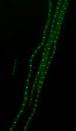 Sigma-Aldrich FITC Labeled D-Lysine,适用于细菌标记