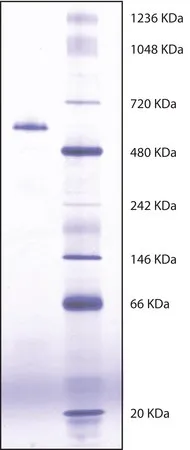 Sigma-Aldrich 丁酰胆碱酯酶 来源于马血清，适用于生产诊断试剂盒和试剂，≥900单位/mg蛋白