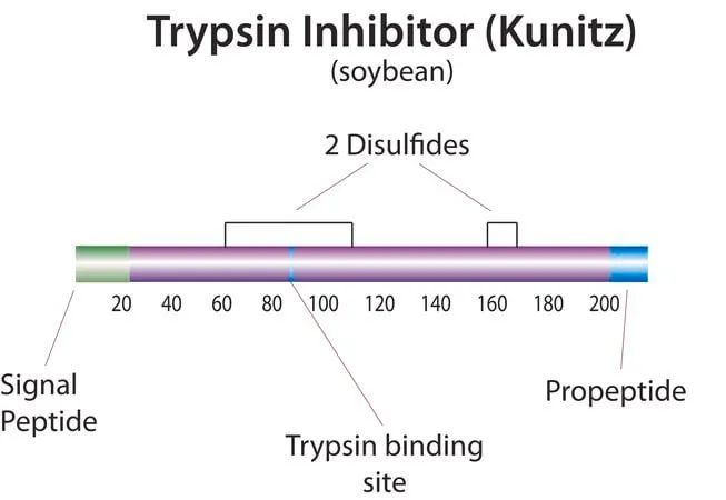 Sigma-Aldrich Trypsin Inhibitor, Soybean, High Activity,胰蛋白酶抑制剂,大豆,高活性,CAS 9035-81-8是大豆中的几种蛋白酶抑制剂之一。以1:1的化学计量比抑制胰蛋白酶。