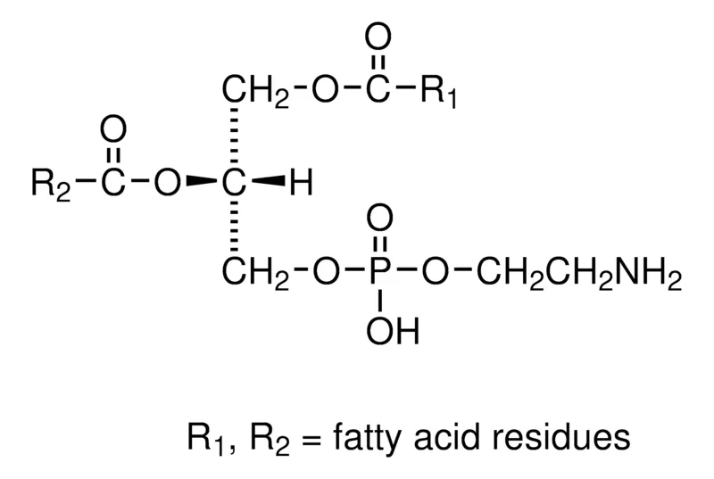Sigma-Aldrich 3- sn -磷脂酰乙醇胺 来源于牛大脑,I型,≥98%(TLC),冻干粉