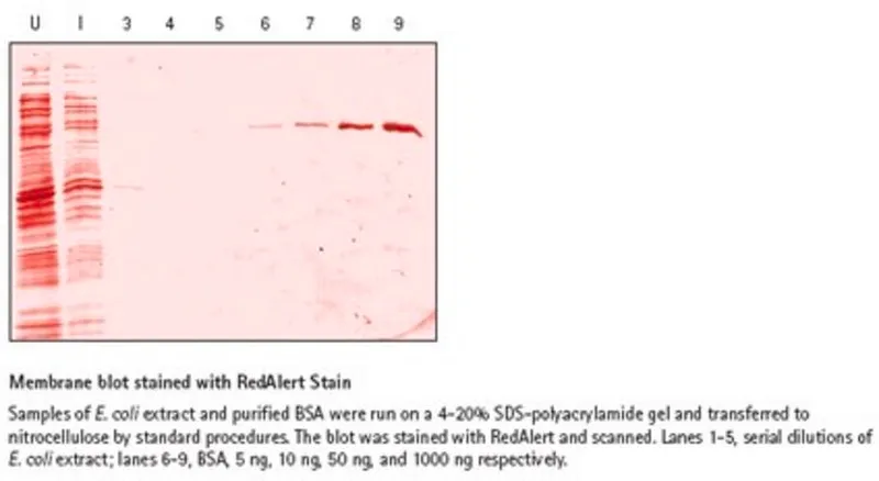 默克密理博 RedAlert 10X Western Blot Stain，可视化转移到硝酸纤维素或PVDF膜上的蛋白质
