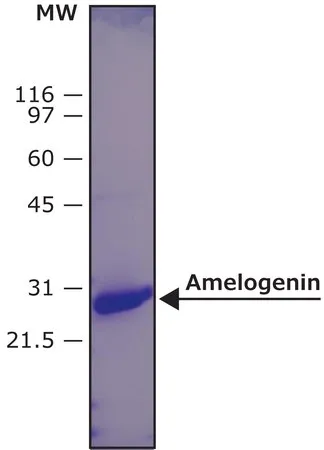 Sigma-Aldrich Amelogenin, human,X亚型,重组,在大肠杆菌中表达