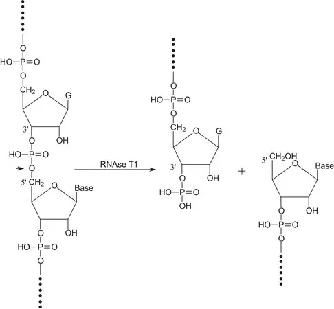 Sigma-Aldrich 核糖核酸酶T1 来源于米曲霉,硫酸铵混悬液,300,000 - 600,000单位/mg蛋白质