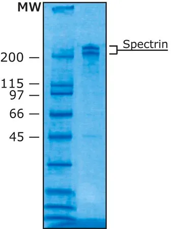 Sigma-Aldrich Spectrin 来源于人类红细胞，缓冲水性甘油溶液