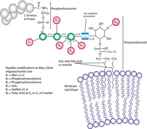 Sigma-Aldrich 磷脂酶 C,磷脂酰肌醇特异性 来源于蜡样芽胞杆菌,甘油缓冲水溶液,≥1,000单位/mg蛋白(Lowry)