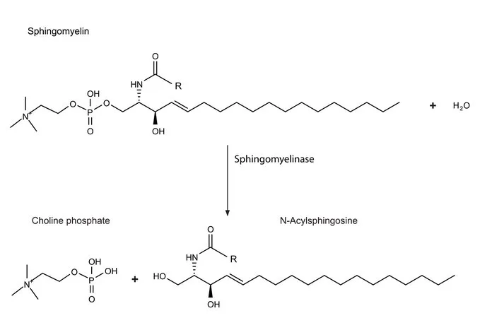 Sigma-Aldrich 鞘磷酯酶 来源于蜡样芽胞杆菌,甘油缓冲水溶液,≥100单位/mg蛋白(Lowry)