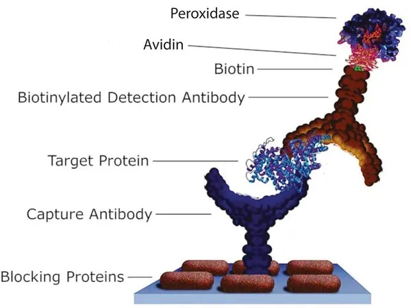 Sigma-Aldrich Avidin–Peroxidase,缓冲水溶液