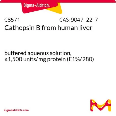 Sigma-Aldrich 组织蛋白酶B 来源于人类肝脏,缓冲水溶液,≥200单位/mg蛋白质(1单位定义为在40 ℃下每分钟水解1 μmol Z-Arg-Arg-β-萘酰胺的酶量,使用100 mM Na/K磷酸盐,pH 6.0,1.33 mM EDTA和2 mM DTT作为活化缓冲液。)