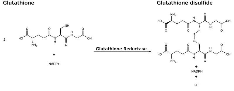 Sigma-Aldrich 谷胱甘肽还原酶 人,缓冲水溶液,≥10单位/mg蛋白,重组,在大肠杆菌中表达