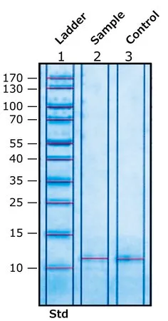 Sigma-Aldrich 辅脂酶 来源于猪胰腺,基本无盐的冻干粉
