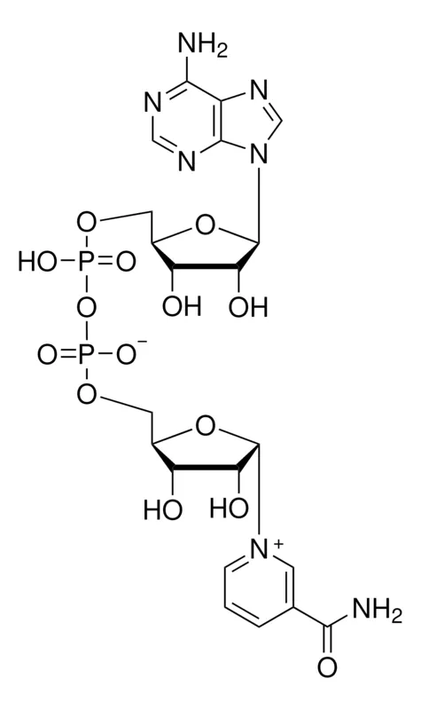 Sigma-Aldrich α-Nicotinamide adenine dinucleotide,来自酿酒酵母,β-异构体≤1%,≥95%