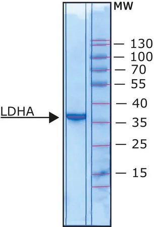 Sigma-Aldrich L-乳酸脱氢酶 (LDHA),来自人,重组,在大肠杆菌中表达,水溶液