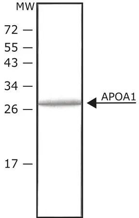Sigma-Aldrich 载脂蛋白 A-I 人，组氨酸标签，重组，在HEK 293细胞中表达，≥98%（SDS-PAGE），冻干粉