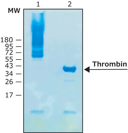 Sigma-Aldrich Thrombin protease, biotin-tagged,人重组体,在HEK 293细胞中表达,≥5000单位/mL