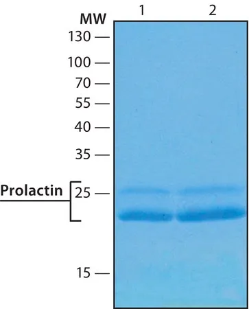 Sigma-Aldrich 催乳素 人,人,重组,在HEK 293细胞中表达