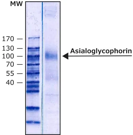Sigma-Aldrich Asialoglycophorin from Human Blood Type MN,冻干粉