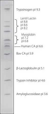 Sigma-Aldrich IEF混合物3.6-9.3，冻干粉