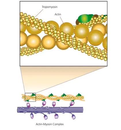 Sigma-Aldrich Tropomyosin from porcine muscle,冻干粉末(含Tris缓冲盐)