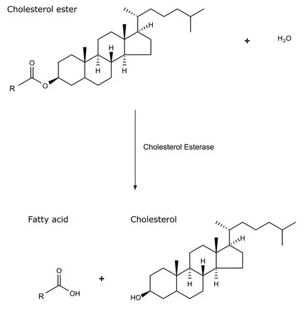 Sigma-Aldrich 胆固醇酯酶 来源于荧光假单胞菌,冻干粉,≥10,000单位/g蛋白