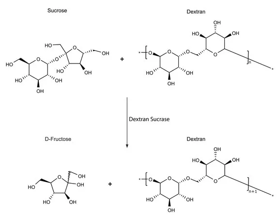 Sigma-Aldrich Dextran Sucrase from Leuconostoc mesenteroides,冻干粉,≥100单位/mg蛋白