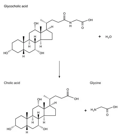 Sigma-Aldrich 胆酰甘氨酸水解酶 来源于产气荚膜梭菌(韦氏梭菌),冻干粉,≥100单位/mg蛋白